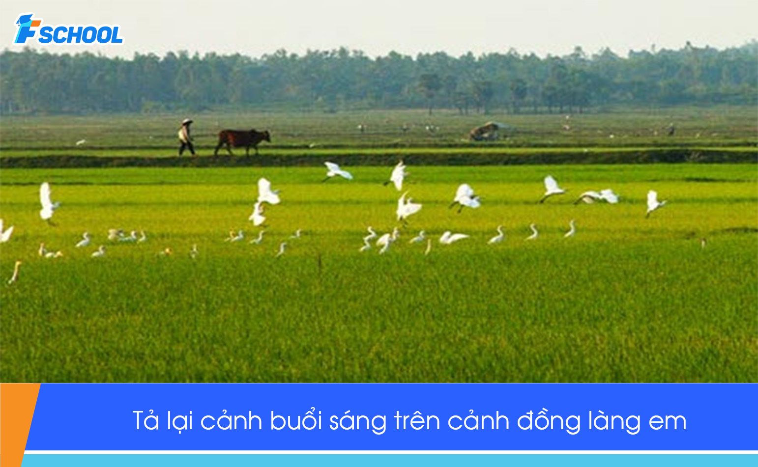 Đề bài: Tả lại cảnh buổi sáng trên cảnh đồng làng em